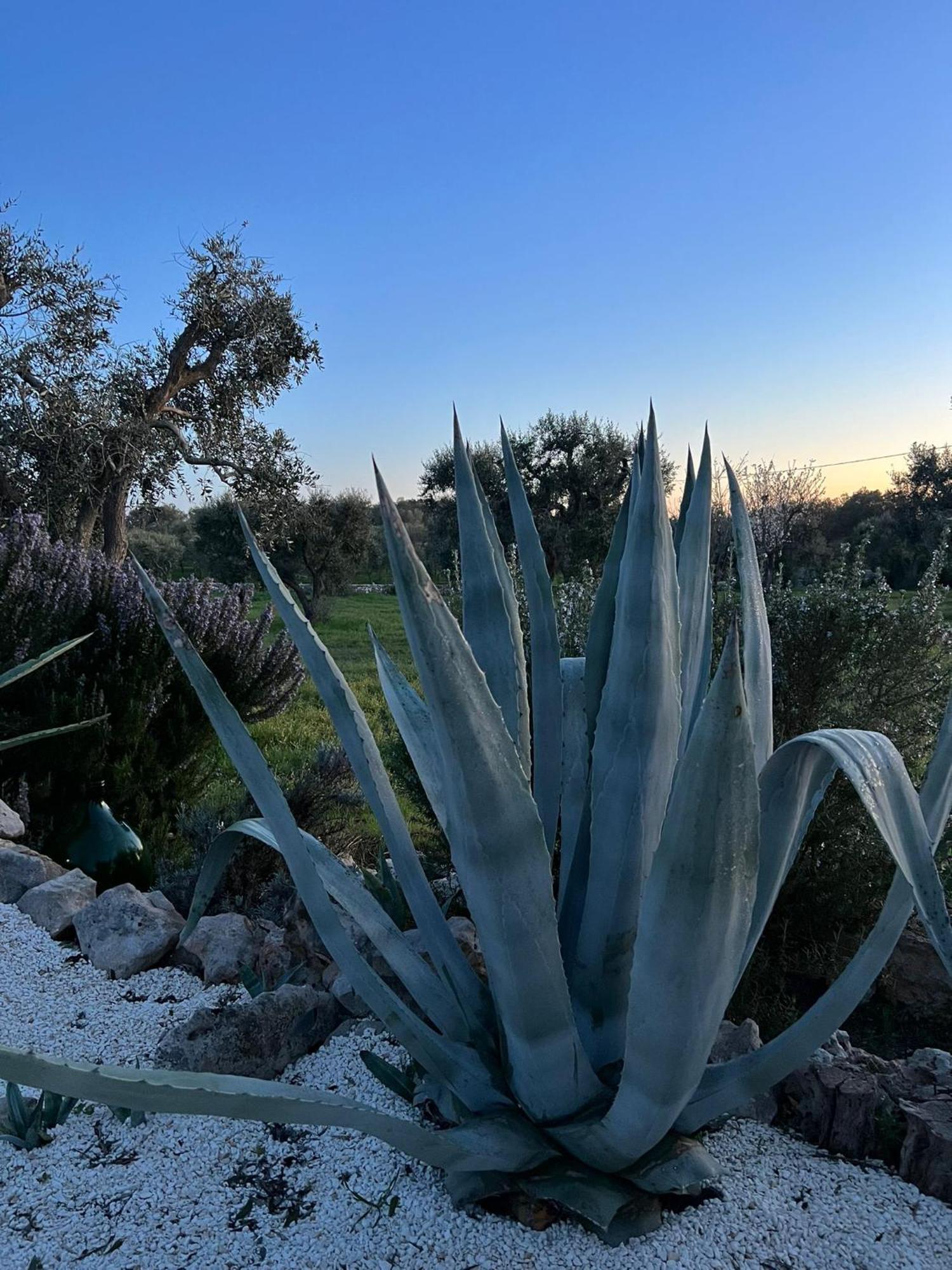 Willa Trullo Oriale Ostuni Zewnętrze zdjęcie